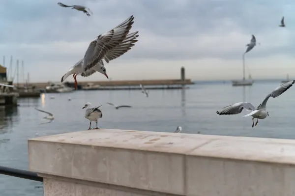 Bari, 4 stycznia 2026